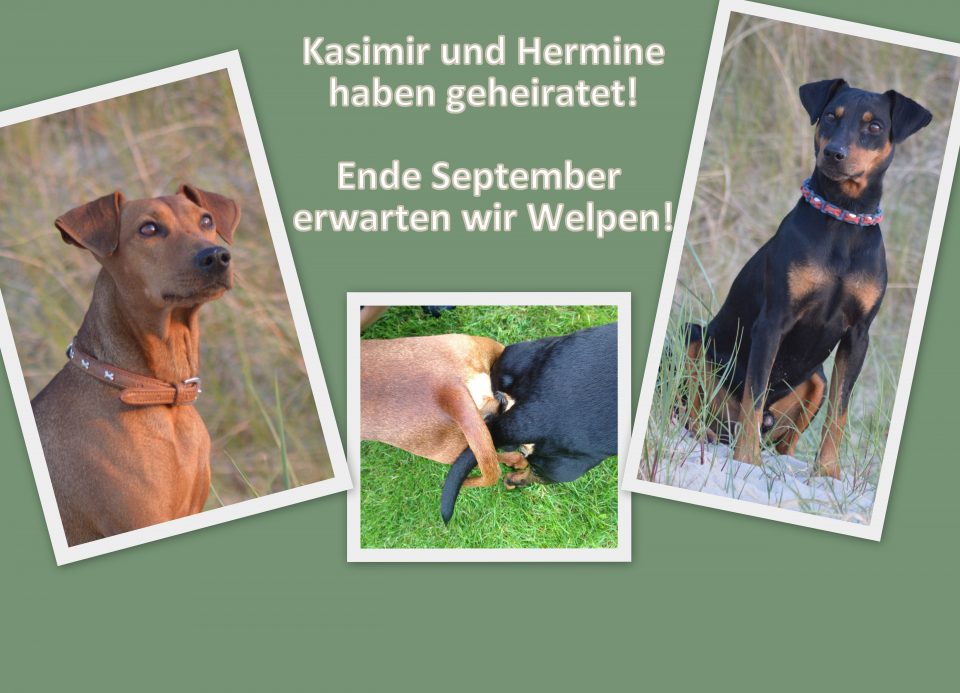 Wurfankündigung