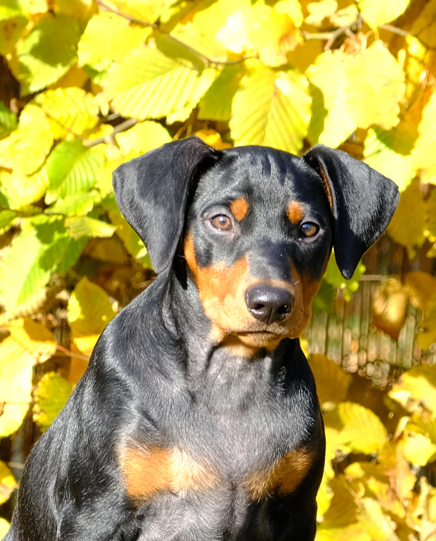 Elinea v.Stiepelsberg sucht ein schönes Zuhause