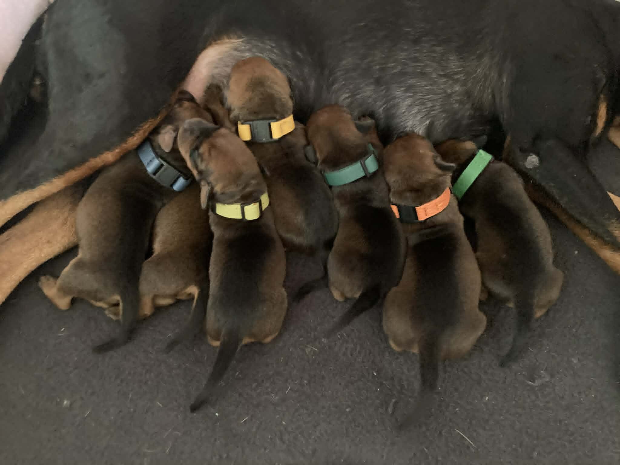 Der F-Wurf ist geboren 🩷🩷🩷🩷💙💙💙