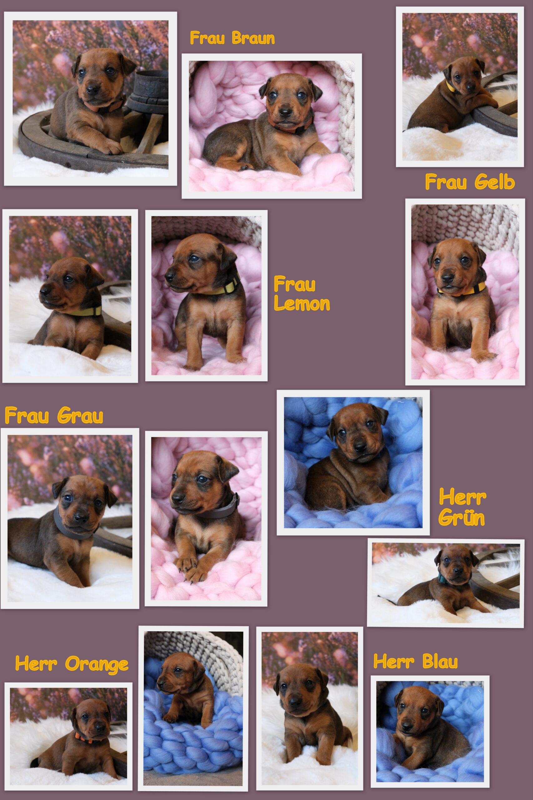 Geeignetes Zuhause gesucht